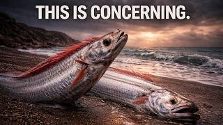 Something Strange is Happening With The Doomsday Fish Appearing Again @DownTheRabbitHoleChannel
