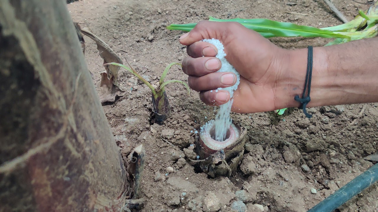 केले मैं कैसे इस्त्माल करे  