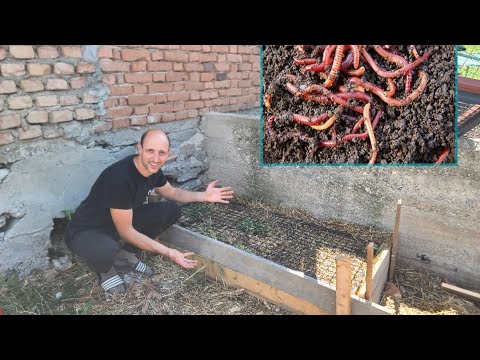 GLISTENJAK i Kalifornisjke