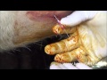 Large Abscess In Farm Cows, Watch How Veterinarian Helps Animals By Draining It