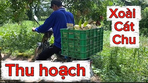 Giá xoài Đài Loan, cát hòa lộc, xoài cát chu ngày 4 tháng 9, 2025