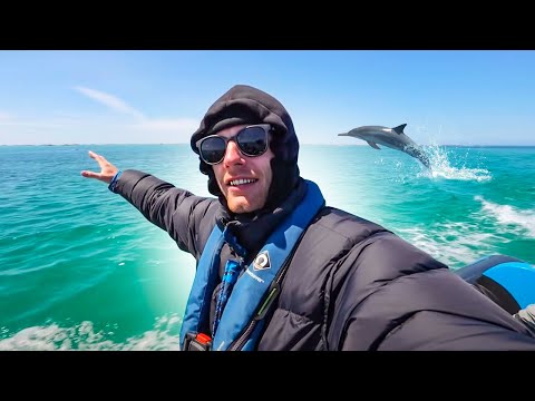 Video: Zwarte Zee Dolfijn. Dolfijnsoorten