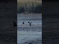 STRAND FEEDING bottlenose dolphins
