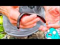 イタリアのローマで生き物を探すサメニンジャー！