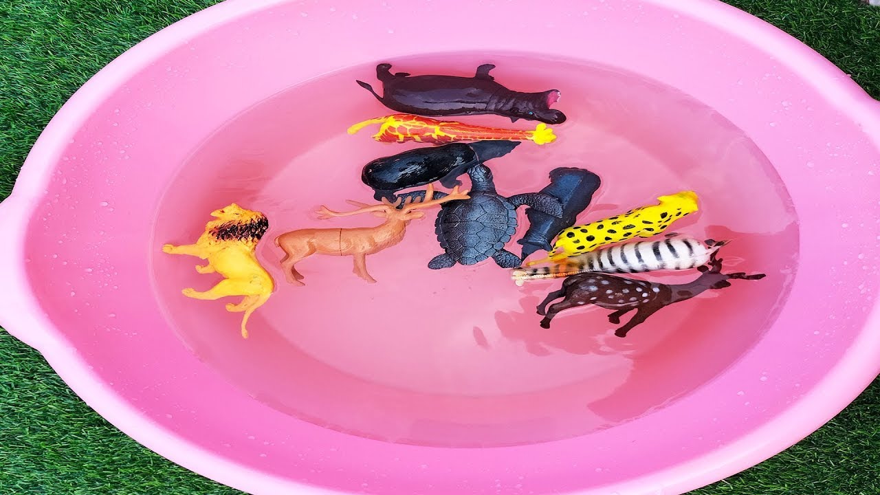 Learn Animals And Toys In Water Zoo Animal Toys Getting Washed