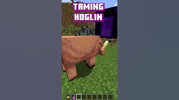 Taming Minecraft Hoglin - Minecraft Riding Hoglin #shorts