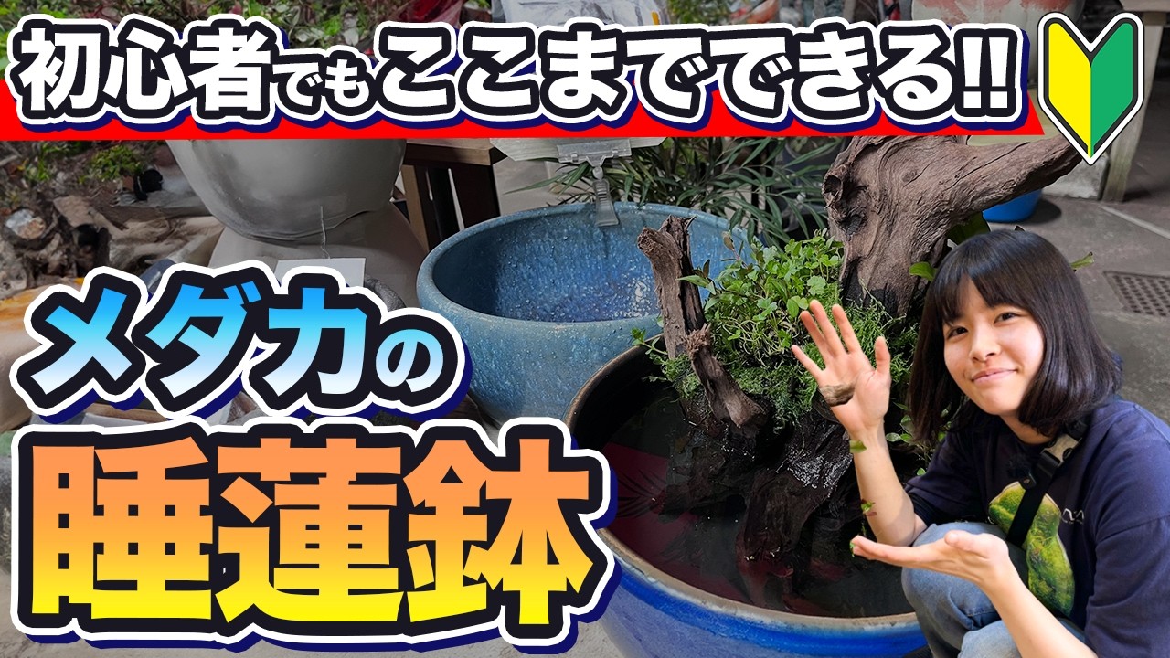 マネするだけ】睡蓮鉢を簡単に作る方法【メダカ】【ビオトープ】 - YouTube