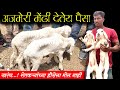 शेळीइतकाच पैसा देतेय अजमेरी मेंढी | हैदराबाद बाजारात मागणी | Goat Farming Mahiti | Maze Ran Shivar