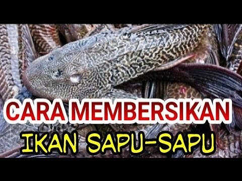 cara membersikan dan mengambil daging ikan sapu-sapu - youtube