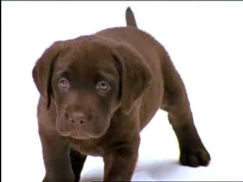 TV commercial KNGF Geleidehonden 2005: Boris