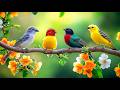 Clear Mental Clutter Birdsong Piano For Deep Work Focus 