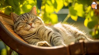Meowtiful Melodies: Summer Lullaby for Cats | Relaxing Piano Music to Help Your Furry Friend Unwind