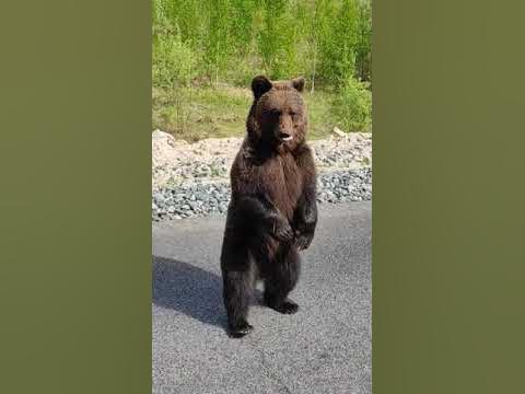 Мишаня на дороге - YouTube