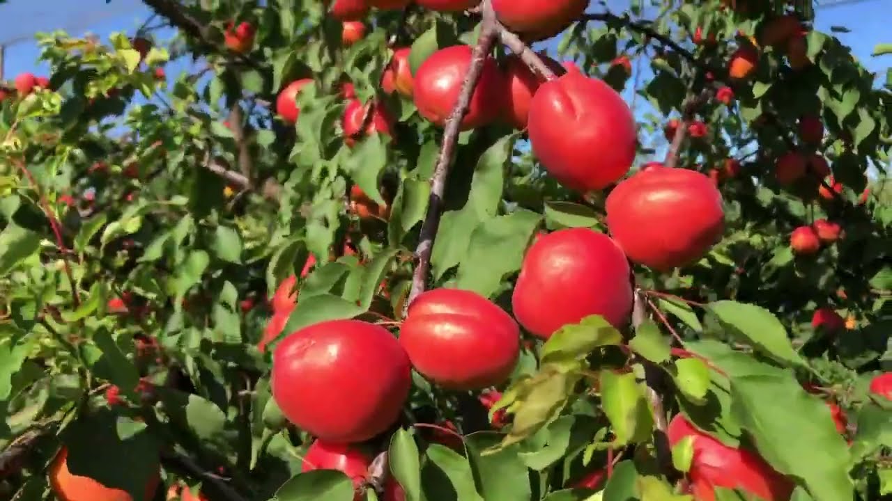 Nelson, Drôme - Juillet 2022