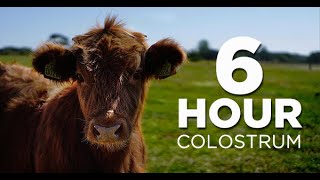 Digestion & What 6 Hour Colostrum Can Do For You