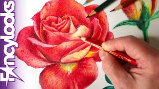 Cómo dibujar una rosa a lápices de colores, copiada de una foto-paso a paso