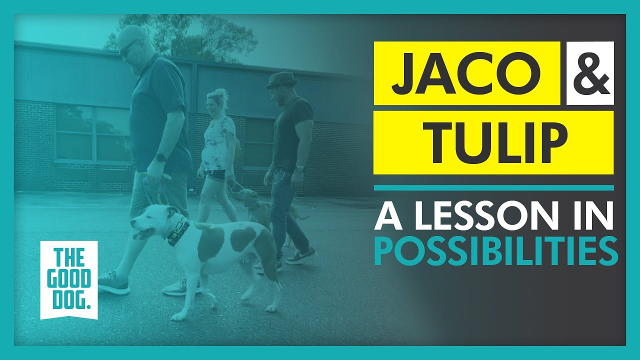 A Lesson In Possibilities Jaco and Tulip The Good Dog Training