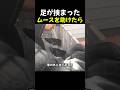 足が挟まったムースを助けたら
