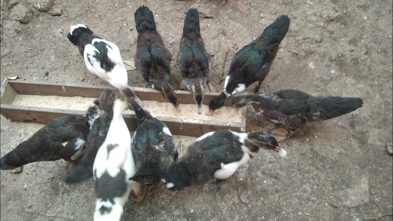 جولة بسيطة في قطيع البط المسكوفي 