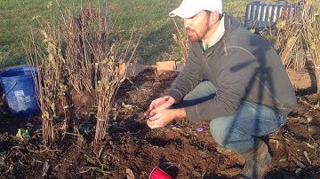 How to Plant Comfrey Root