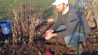 How to Plant Comfrey Root