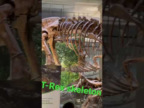 Videó: Dinoszaurusz csontvázak. Múzeumok dinoszaurusz-csontvázakkal