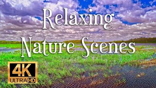 Scenes of Wetlands and Wildlife, with Relaxing Music.