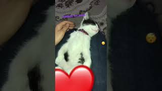 Uyuyan kedinin iç sesi😺Altyazılı yavru kedi videosu😻Abone olmayı unutmayın❤️#yavrukedi#cat#babycat Resimi