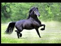 KFPS Approved Friesian Stallion ~ Wybren 464