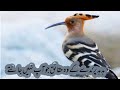 upupa epops | hoopoe | hoopoe bird documentary | hud hud bird Urdu /Hindi