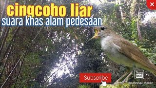 Suara khas burung cingcoho liar di alam pedesaan‼️Sangat indah dan bikin candu💚❤💙🧡💜