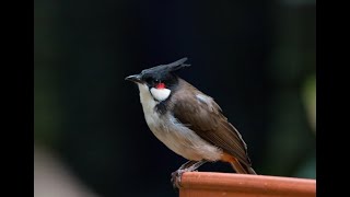 Red-whiskered bulbul catches the prey effortlessly | Birds | Wildlife | Photography | Documentary