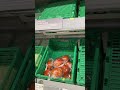 England, Tomato Shortage, London, Waitrose, 4:30pm, Food Shortage UK #shorts