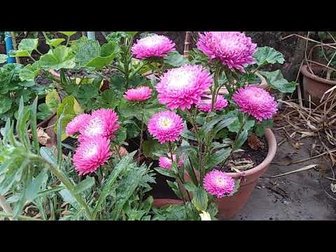 Video: Hur Man Matar Asters? Matningsregler Efter Plantering I Marken, Under Tillväxt, I Juni Och För Riklig Blomning