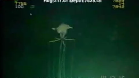 Magnapinna Squid Filmed at Drilling Site