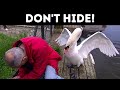 Swans Are Surprisingly Dangerous + 7 Cute Yet Vicious Creatures