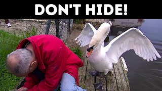 Swans Are Surprisingly Dangerous + 7 Cute Yet Vicious Creatures