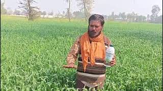 गह क फसल म Nutragel क उपयग करन स कसन क लभ