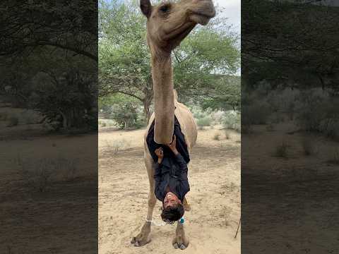 طفل صغير يستمتع مع الجمل ويداعبه