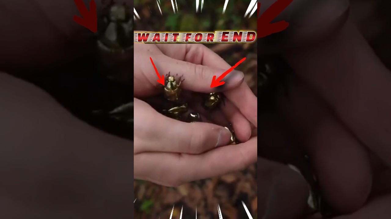 Anyone know what this is ??? 