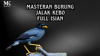 Masteran Burung Jalak Kebo Full Isian
