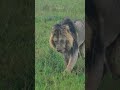 Lion Joins His Pride #Wildlife | #ShortsAfrica #DiscoverMyAfrica