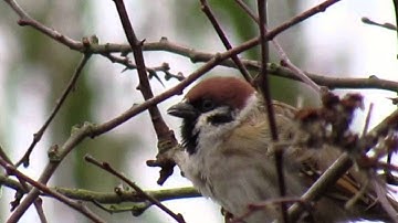 Tree Sparrow - Merton Norfolk