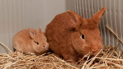 ¿Pueden convivir 2 conejos machos y 1 hembra?