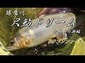 【球磨川 尺鮎ドリーム】第３弾 ついに尺鮎４００グラム オーバーが！