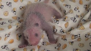 'It's a girl!': Tokyo zoo announces baby panda's sex