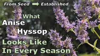 What Agastache foeniculum (Anise Hyssop) Looks Like in Every Season: From Seed to Established Plant