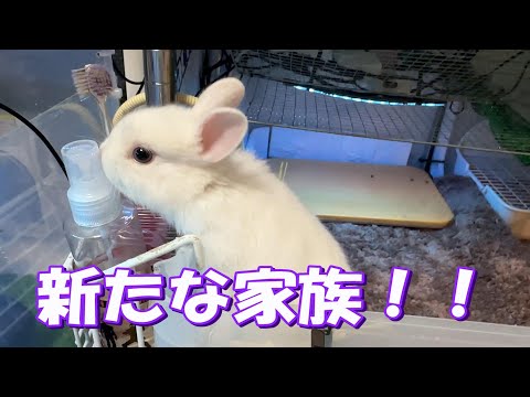 【ミニウサギ】新たな家族が増えました！