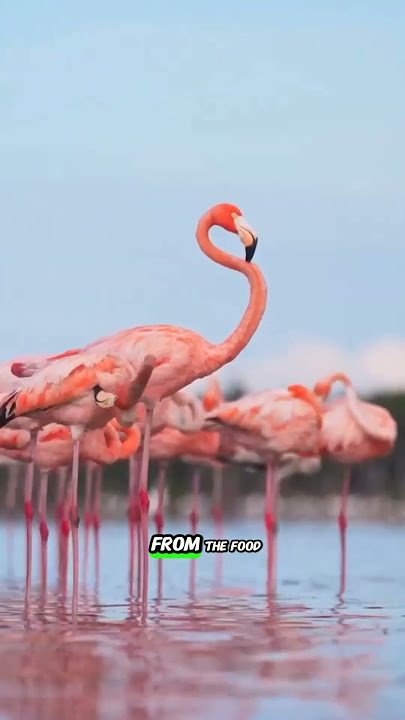 Why Flamingos Are the Weirdest Birds 🦩