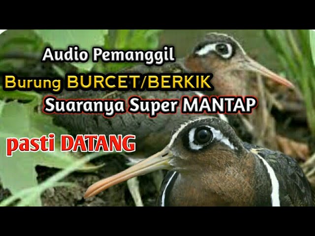 suara pikat burung BURCET/Berkik paling Gacor class=